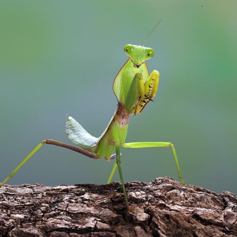 Invazia Călugărițelor în Capitală: Prădătorii misterioși care îi apără pe bucureșteni 18968663