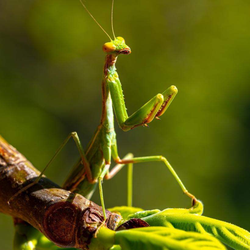 Invazia Călugărițelor în Capitală: Prădătorii misterioși care îi apără pe bucureșteni 18968664