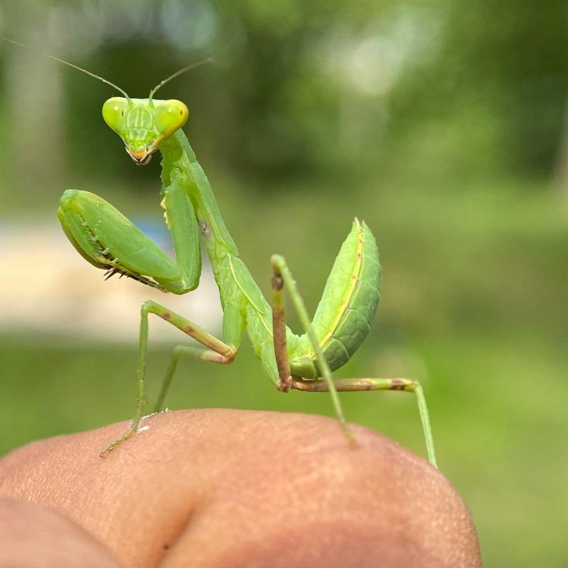 Invazia Călugărițelor în Capitală: Prădătorii misterioși care îi apără pe bucureșteni 18968665