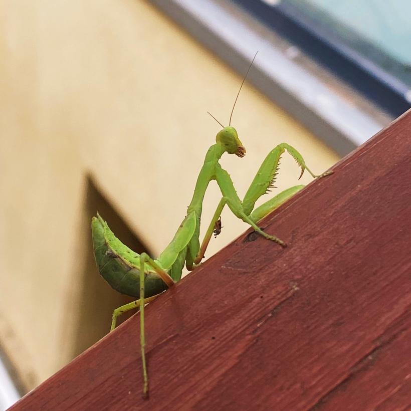 Invazia Călugărițelor în Capitală: Prădătorii misterioși care îi apără pe bucureșteni 18968666