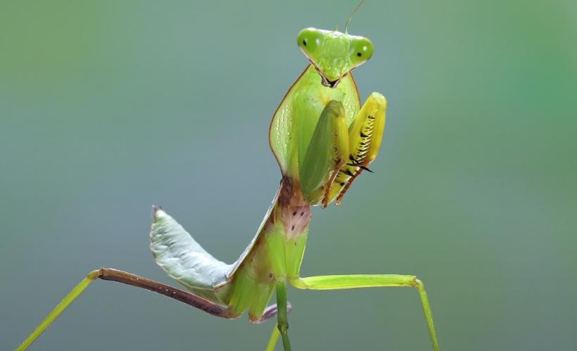 Invazia Călugărițelor în Capitală: Prădătorii misterioși care îi apără pe bucureșteni 18968667