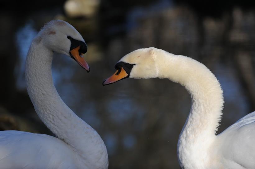 Două lebede, salvate de polițiștii pentru protecția animalelor