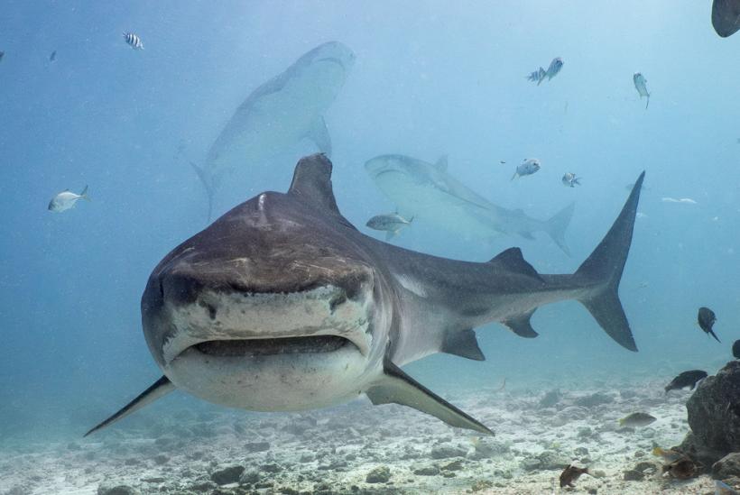 Rechinii albi, tot mai aproape de turiști: oamenii de știință explică fenomenul