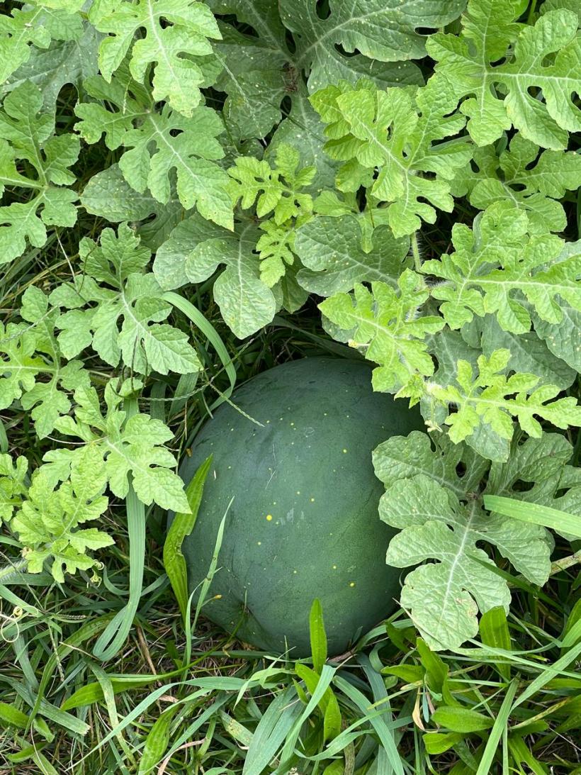 Idei simple pentru vremuri grele 18969317