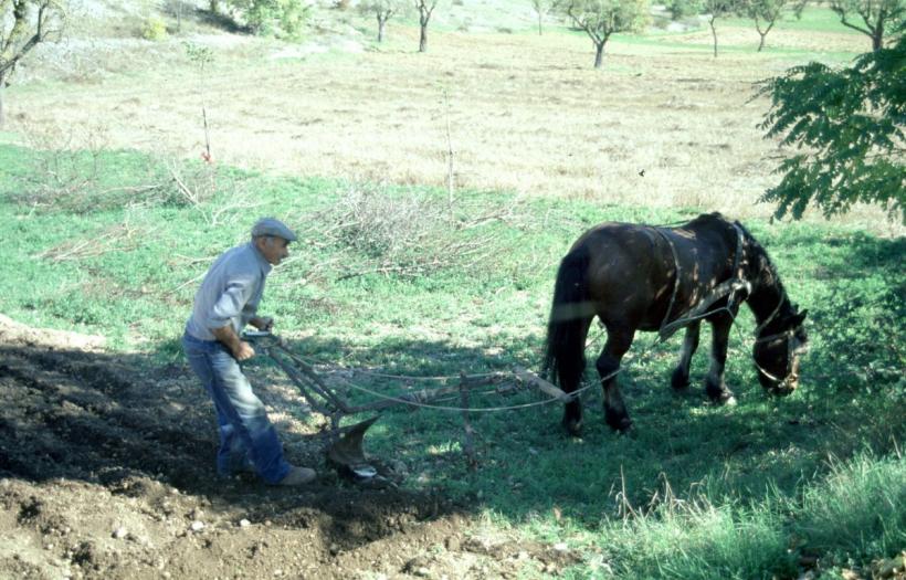 Secretele longevității locuitorilor din Cilento. Lecții despre o viață activă și alimentație sănătoasă