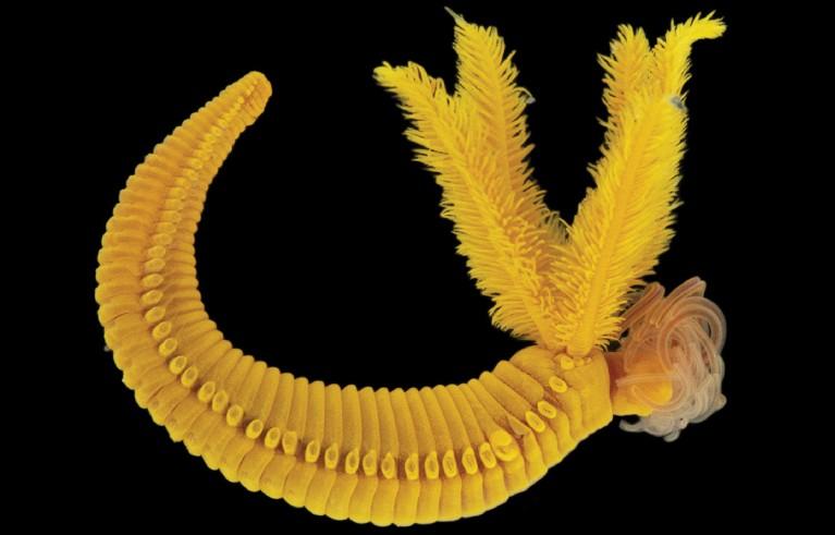 Un vierme de adâncime produce pigmentul galben toxic folosit de Rembrandt și Cézanne