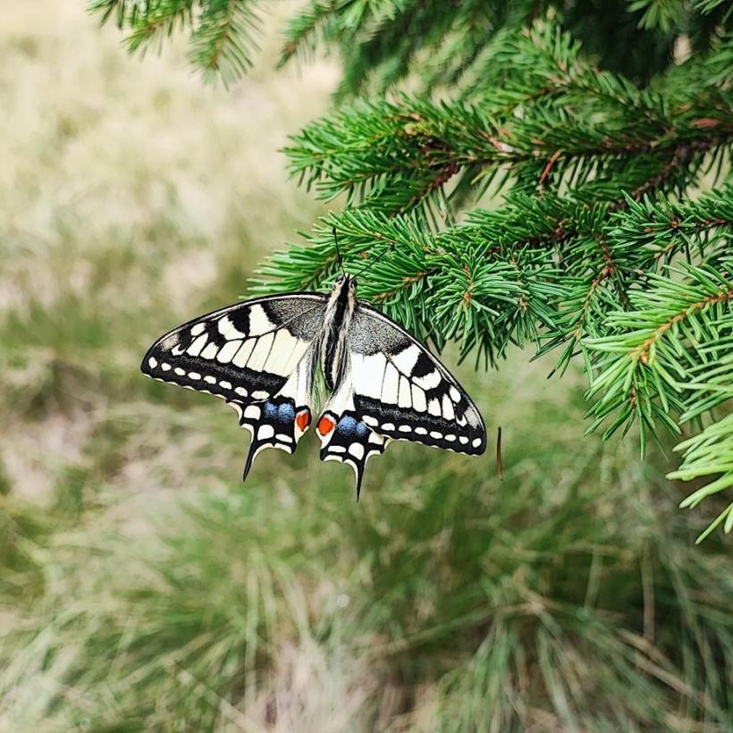 Fluturele „coada rândunicii”, specie periclitată în România, surprins în Munții Bucegi 18969299