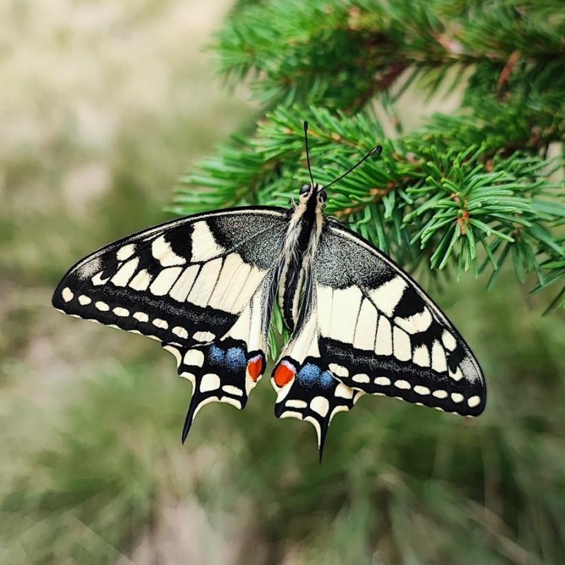 Fluturele „coada rândunicii”, specie periclitată în România, surprins în Munții Bucegi 18969300