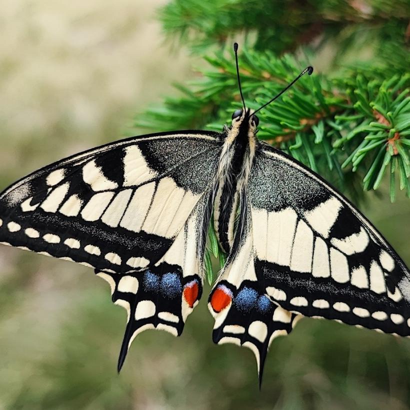 Fluturele „coada rândunicii”, specie periclitată în România, surprins în Munții Bucegi 18969301