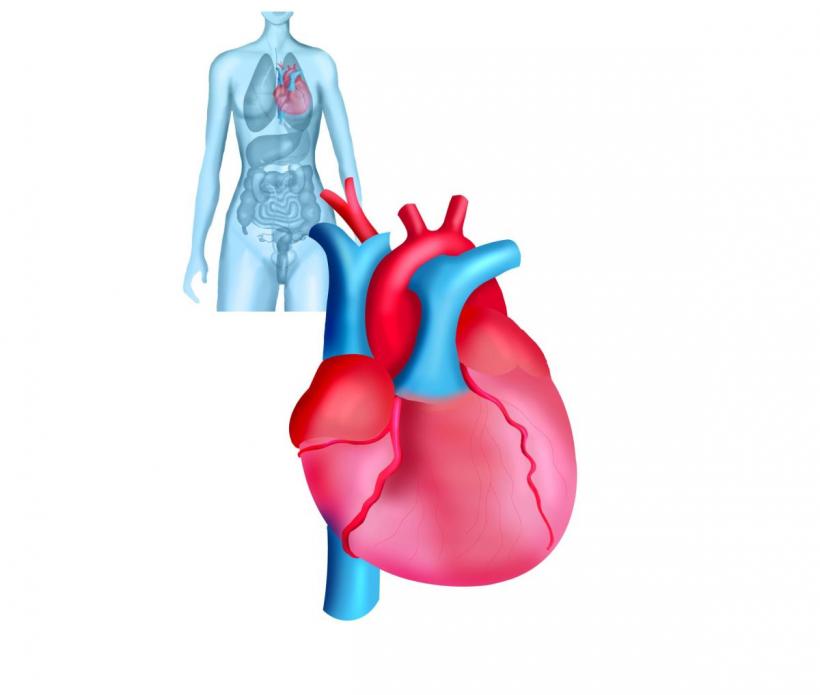 Medicamentele comune de inimă, ineficiente după infarct la majoritatea pacienților: risc crescut pentru femei