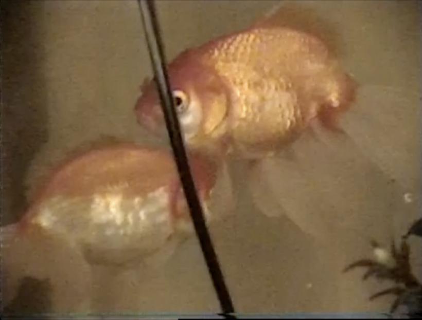 Filme de la Berlinale, Locarno, Rotterdam și Toronto, în Competiția Internațională de Lungmetraj de la BIEFF.15 18970418