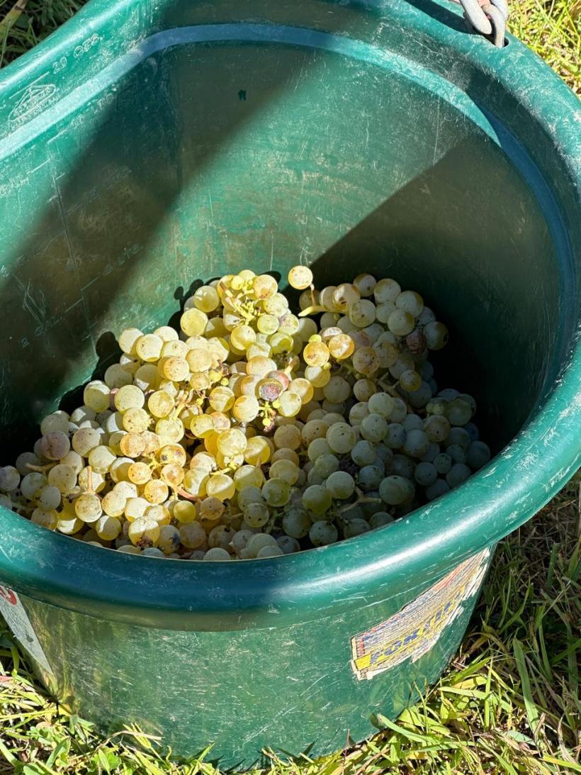 Ferma din Detroit și ogorul de lângă București 18970468