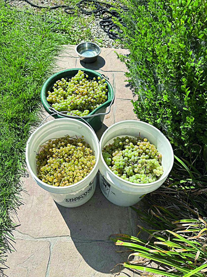 Ferma din Detroit și ogorul de lângă București 18970469