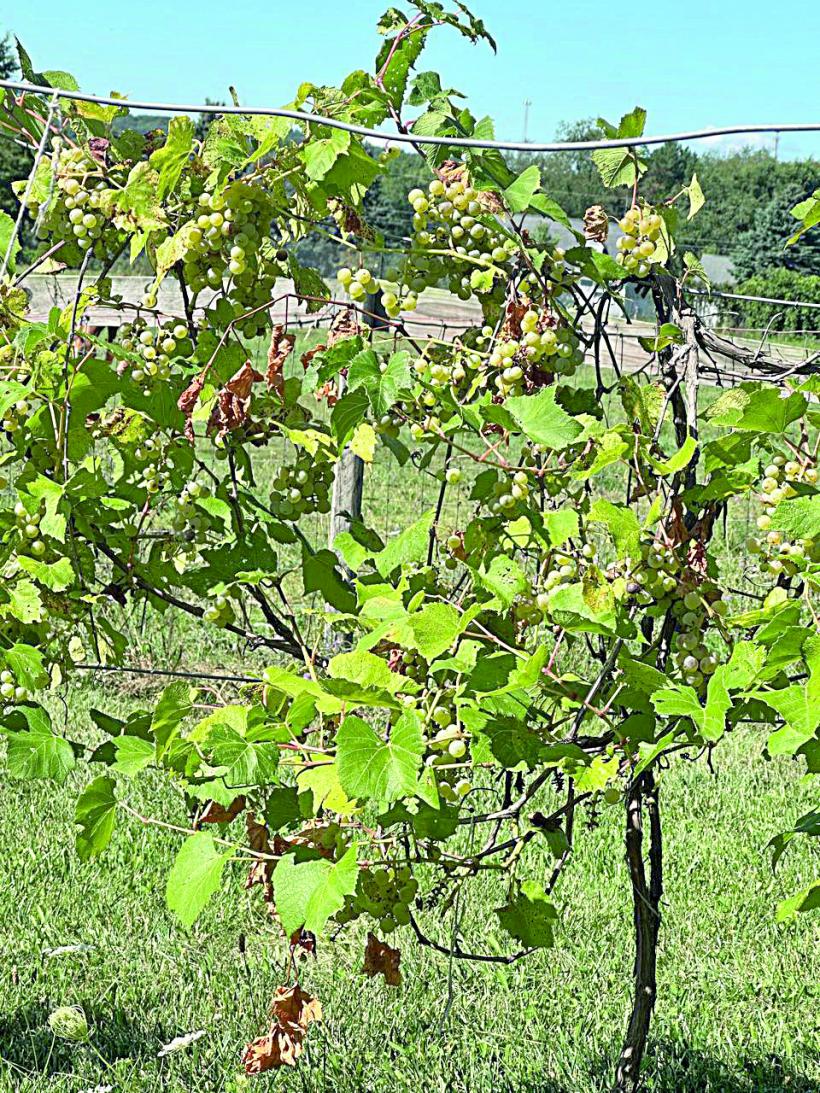 Ferma din Detroit și ogorul de lângă București 18970470