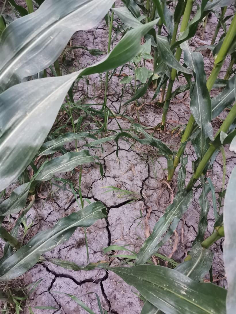 Agricultorii vor avea dificultăţi la recoltare din cauza secetei