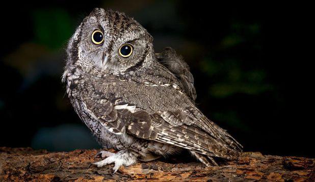 Test de personalitate: Ce animal te reprezintă?