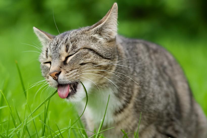 8 semne care îți arată că pisica ta suferă de demență