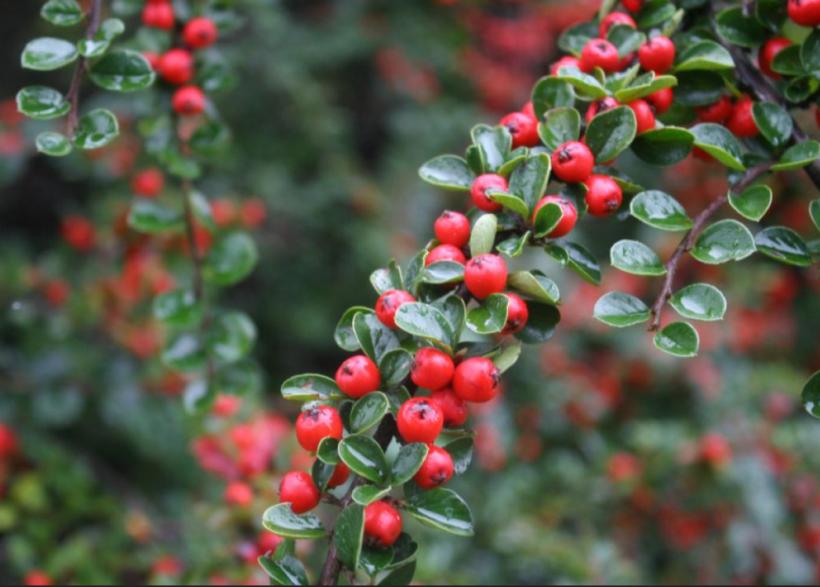 Infecțiile urinare: Tratamente naturale care sprijină vindecarea