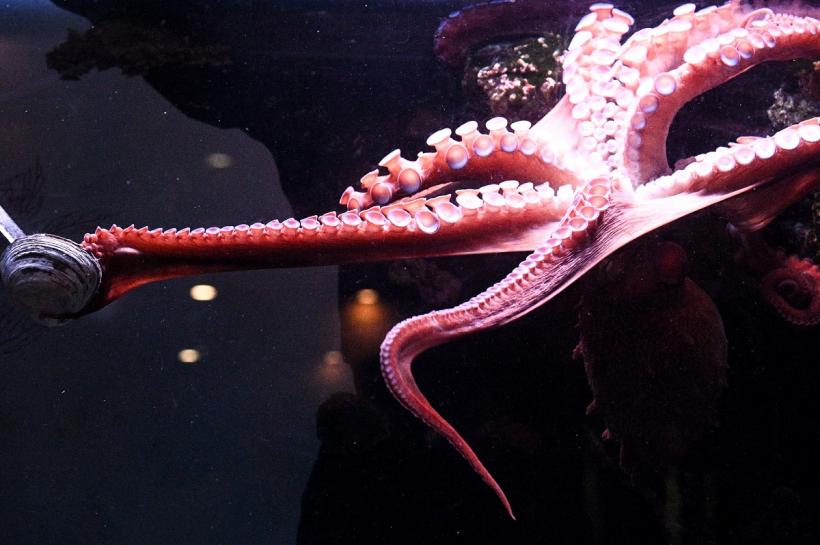 Ajutor pentru caracatițele din Grecia