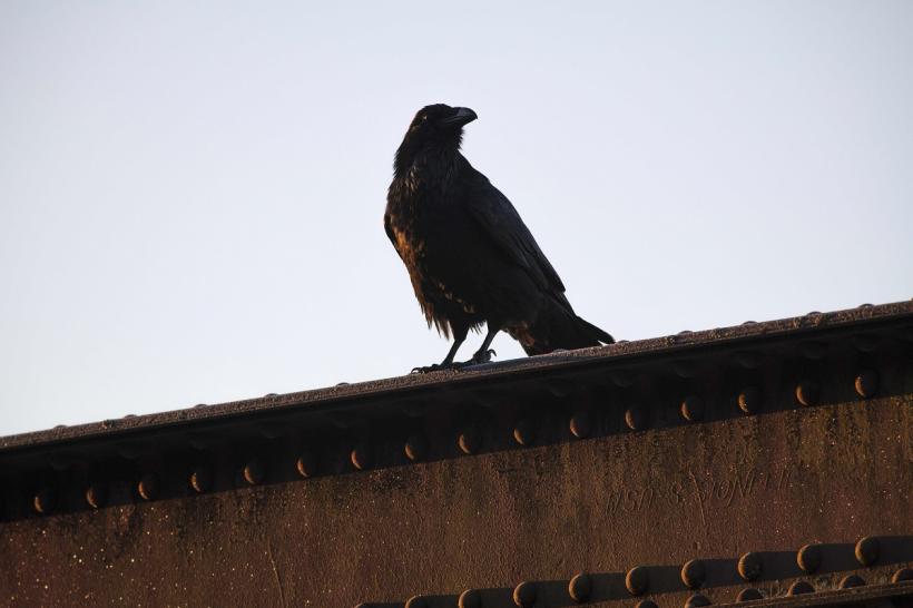 Corbii percep trecerea timpului