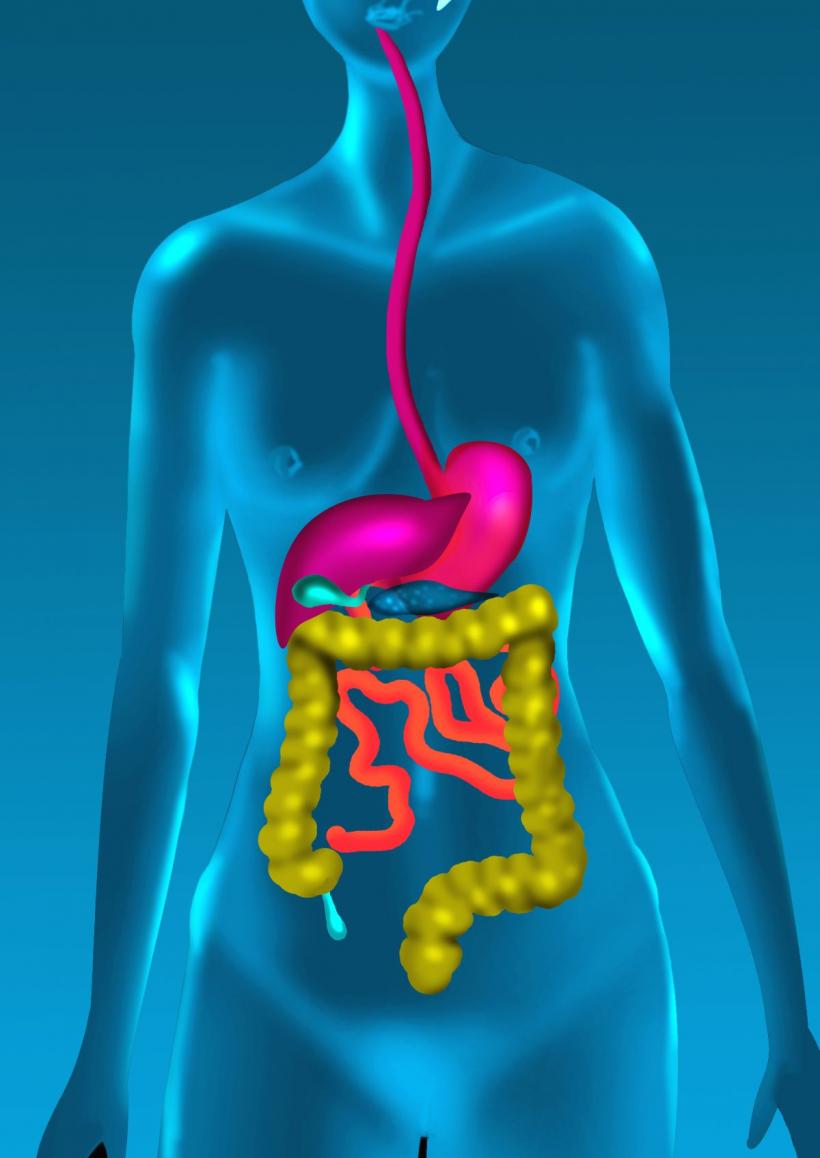 Descoperire șocantă: microbii intestinali, principalii vinovați pentru ficatul gras și cancerul de ficat și ar putea fi opriți