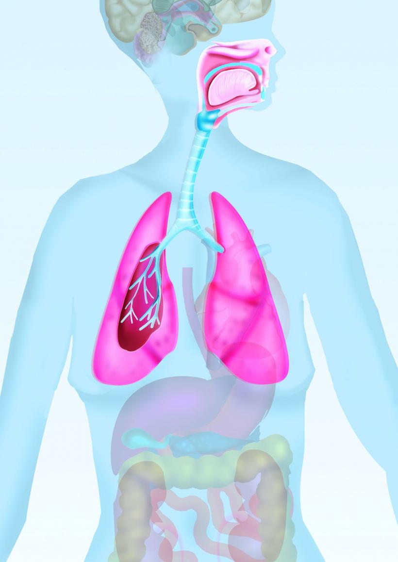 Cum îți poți menține plămânii tineri și sănătoși: teste simple acasă și metode eficiente de întărire a respirației