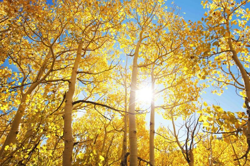 Vremea se schimbă radical: ploile se opresc, iar weekendul aduce 30 de grade