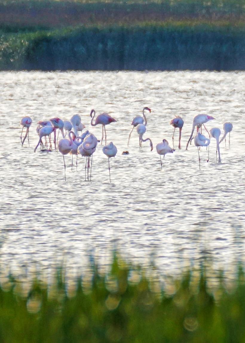 Fenomen spectaculos în Dobrogea: Prezența exotică a păsărilor flamingo roz. Ce trebuie să știe turiștii