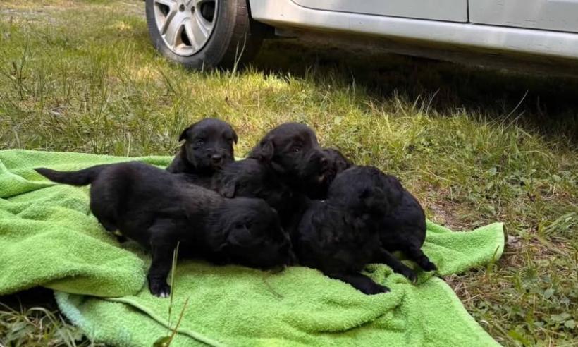 Şase căţeluşi, salvaţi de poliţişti după ce au fost abandonaţi la lacul Beliş