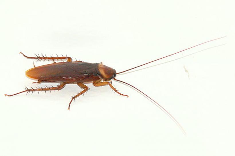 Semnificația spirituală a gândacilor de bucătărie: Un semnal pentru schimbări importante în viața ta