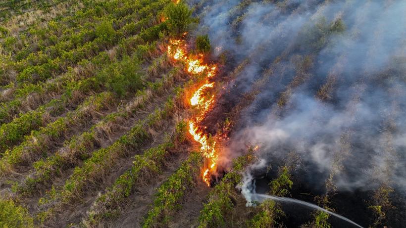 Incendiu uriaș în Teleorman: Zeci de hectare de vie și livezi au fost distruse 18973058