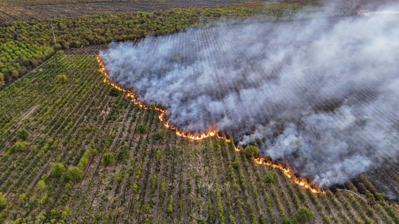 Incendiu uriaș în Teleorman: Zeci de hectare de vie și livezi au fost distruse 18973059