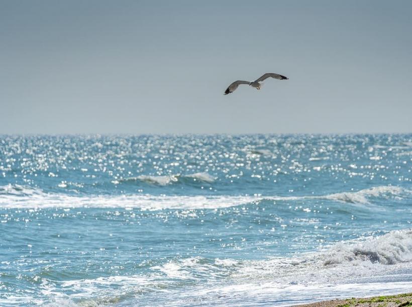 O nouă specie de pește, în Marea Neagră. Pericol pentru ecosistem sau oportunitate de afaceri?