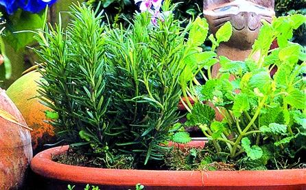 5 motive pentru care să consumi mai mult oregano