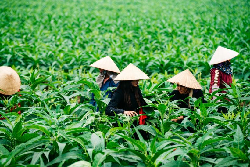 Concurenții Asia Express, cu oalele de supă prin Vietnam, spre marea imunitatea. Emisiunea, din nou lider de audiență 18974005