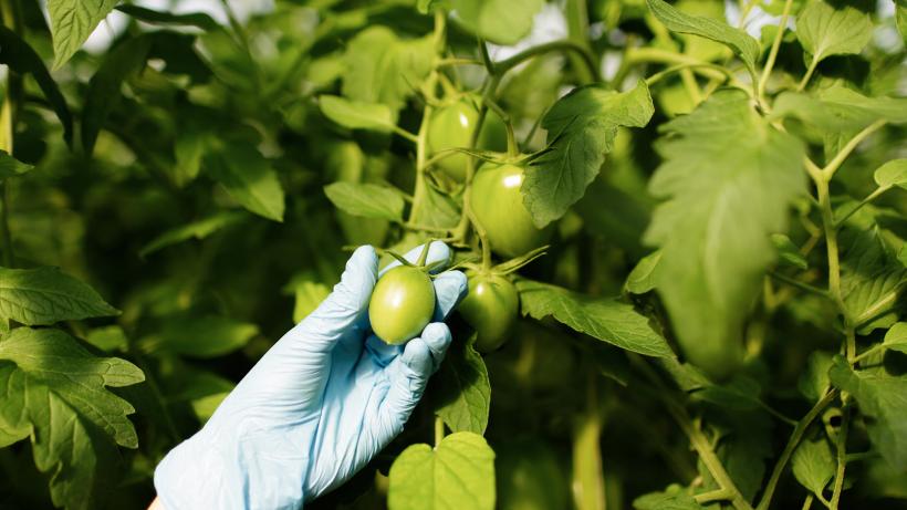 Importanța tratamentelor preventive în agricultură