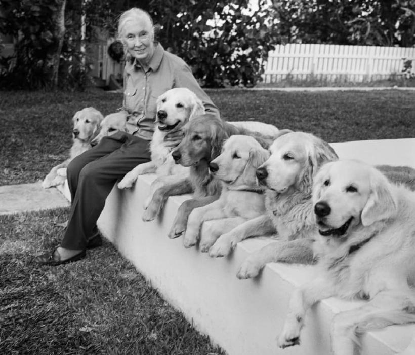 Jane Goodall, pioniera studiului cimpanzeilor, a murit la 91 de ani 18974336