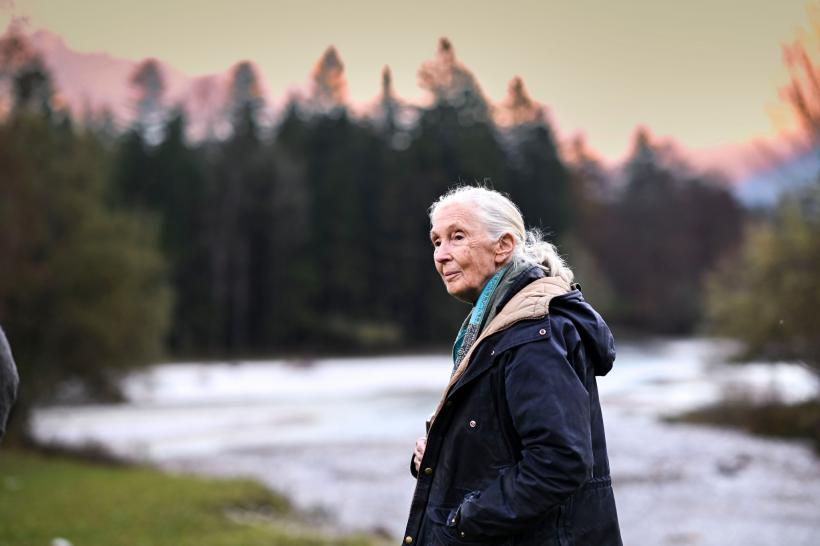 Jane Goodall, pioniera studiului cimpanzeilor, a murit la 91 de ani 18974337