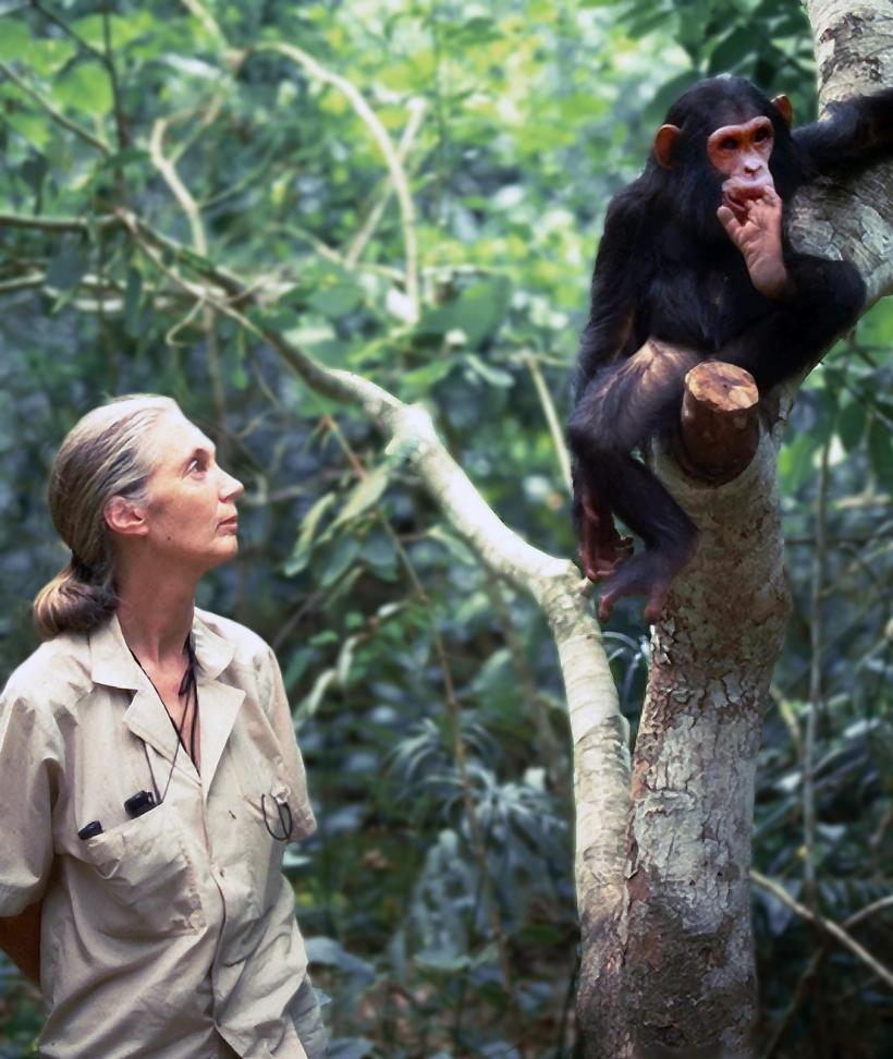 Jane Goodall, pioniera studiului cimpanzeilor, a murit la 91 de ani 18974339