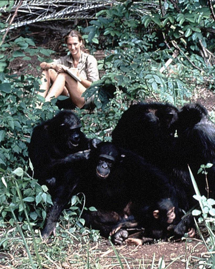 Jane Goodall, pioniera studiului cimpanzeilor, a murit la 91 de ani 18974340