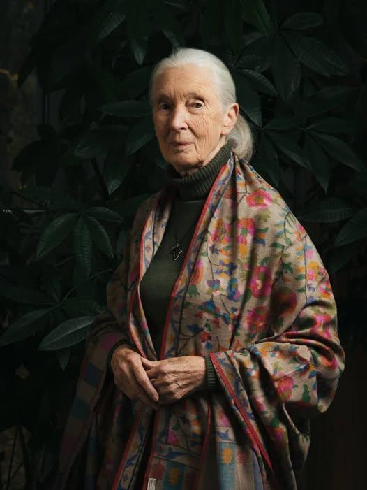 Jane Goodall, pioniera studiului cimpanzeilor, a murit la 91 de ani 18974341