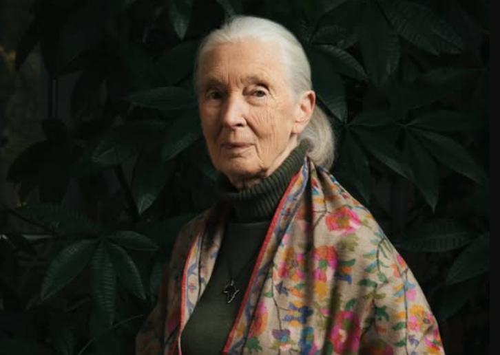 Jane Goodall, pioniera studiului cimpanzeilor, a murit la 91 de ani