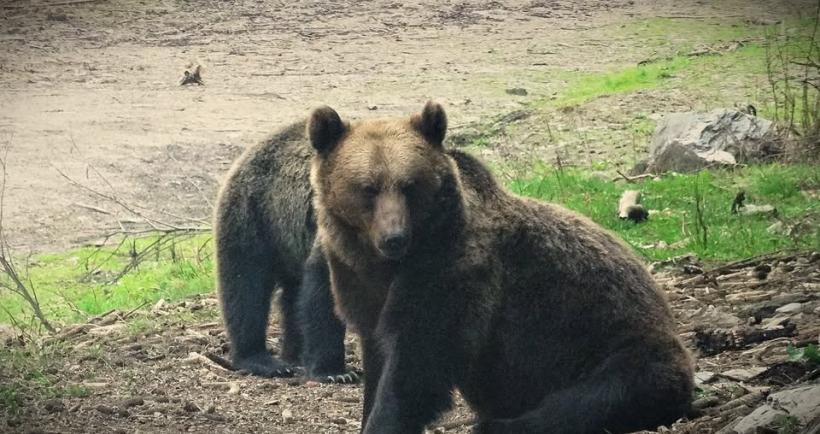 Ro-ALERT: Urs la Lacul Roșu