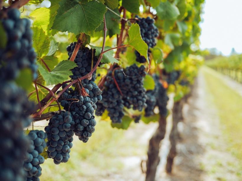 Sfaturi în bucătărie. Cum să prepari acasă oțet de struguri