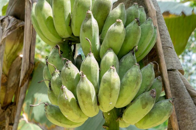 Rusia se pregăteşte să cultive banane şi alte fructe tropicale