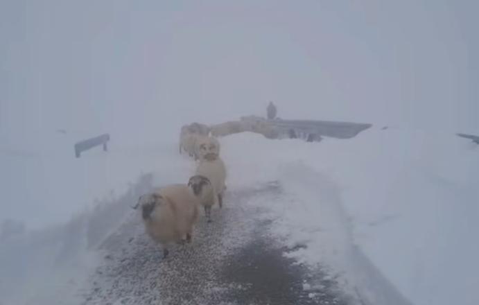 Zăpadă pe Transalpina. Drumarii crează un culoar pentru coborârea ciobanilor de pe munte