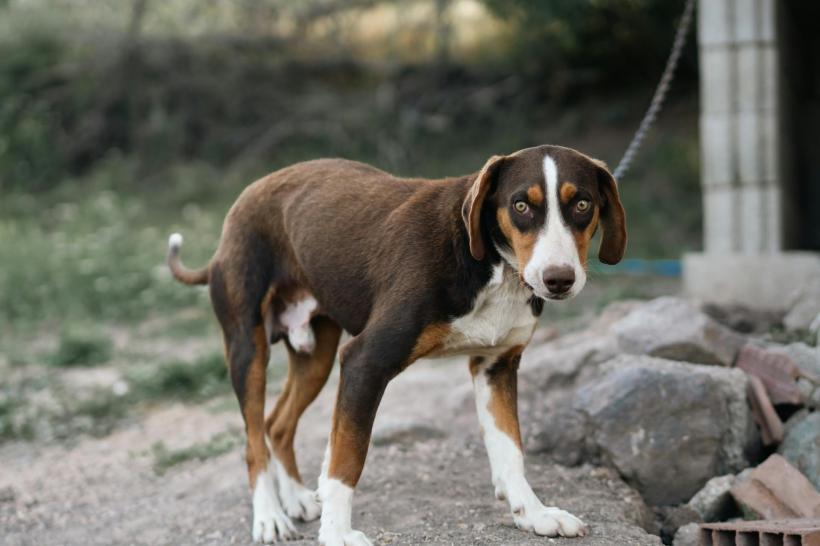 În Parlament, se pregătește legea dezlegării câinilor din lanțuri