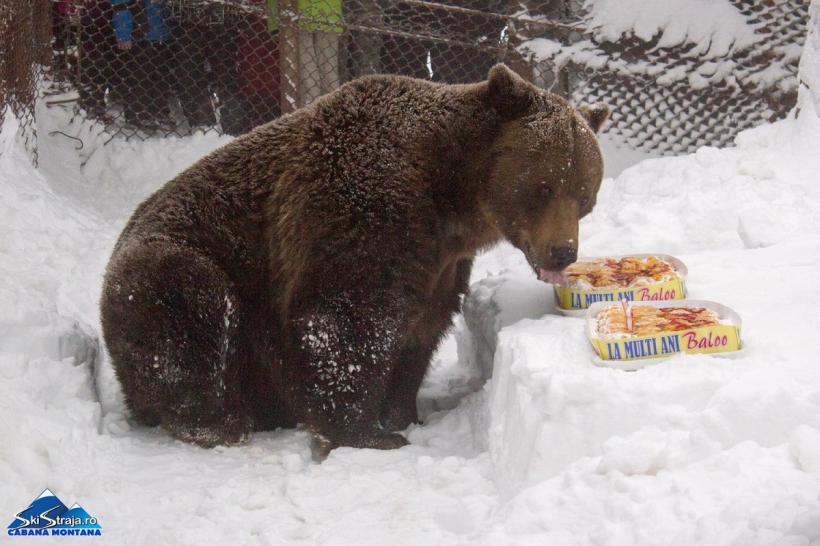 Campanie pentru salvarea ursului Baloo de la Straja