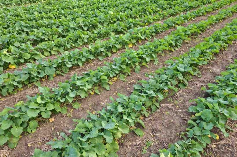 Importanța alegerii hibridului potrivit de rapiță în funcție de pH-ul solului și textura terenului: ghid pentru optimizarea inputurilor 