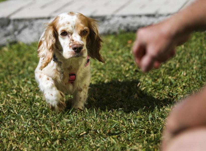 Un bărbat care și-a bătut cățelul a fost amendat cu 2000 de lei